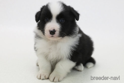 成約済の神奈川県のボーダーコリー-373740の2枚目